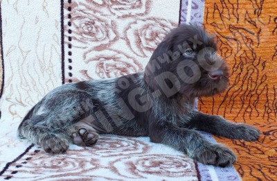 Щенок дратхаар